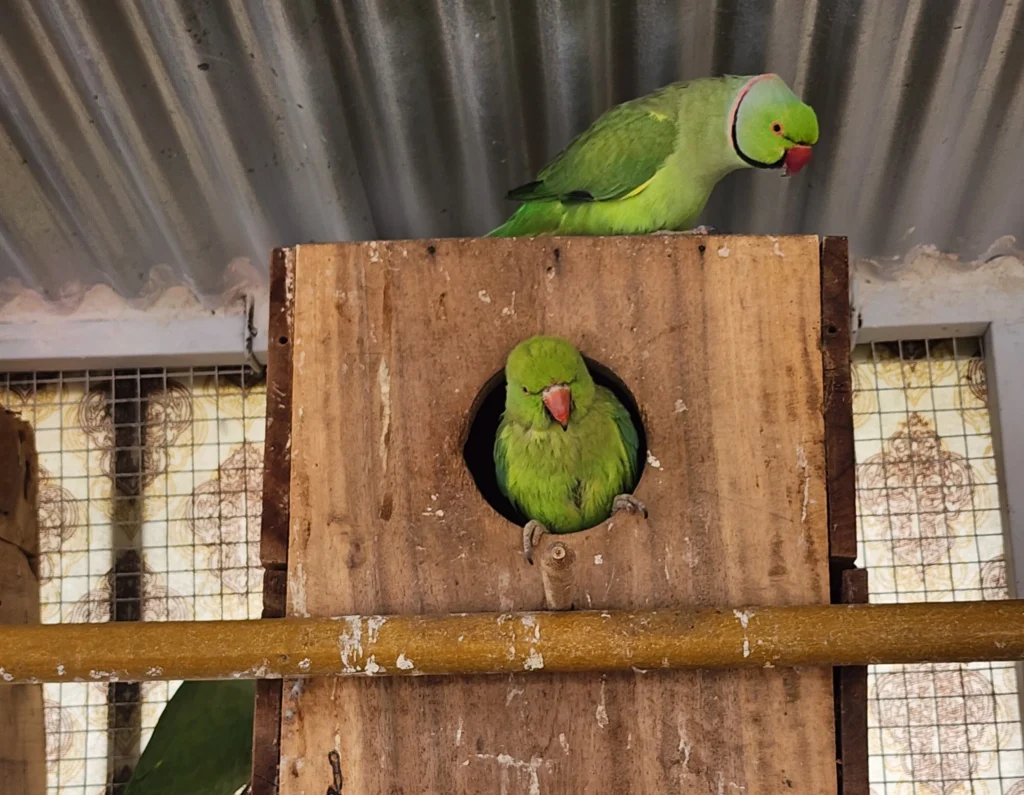 Ringneck Parrot Care Guide – Food, Lifespan & Daily Routine